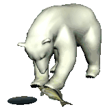 Polar Bear