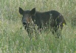 Wild Boar