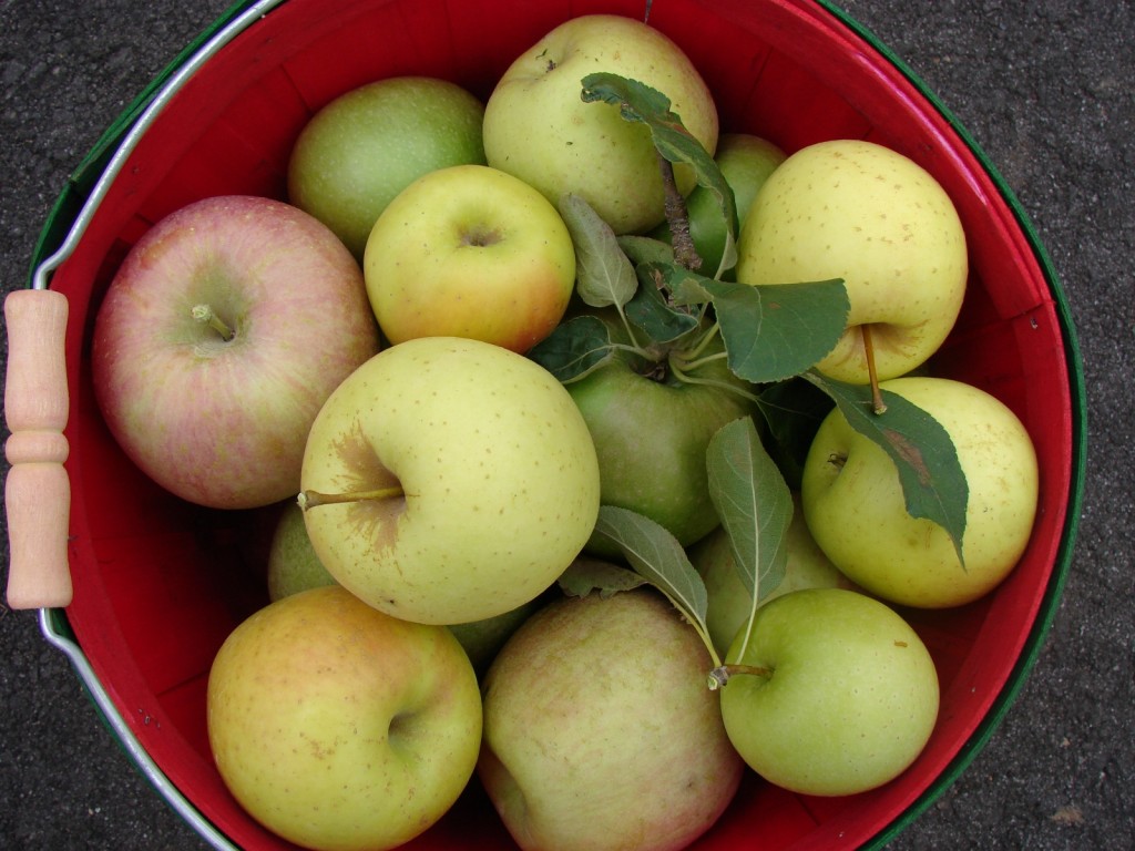 Apple Basket (Desktop)